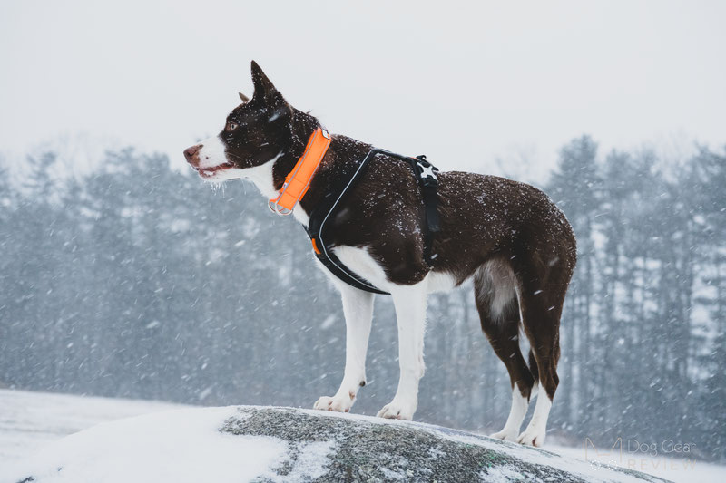 Non-stop Dogwear Line Harness Review | Dog Gear Review