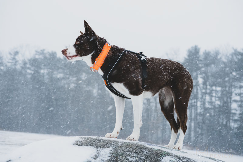 Non-stop Dogwear Line Harness 1.0 Review | Dog Gear Review