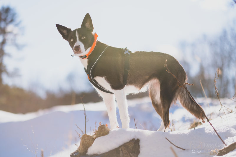 Non-stop Dogwear Line Harness 1.0 Review | Dog Gear Review