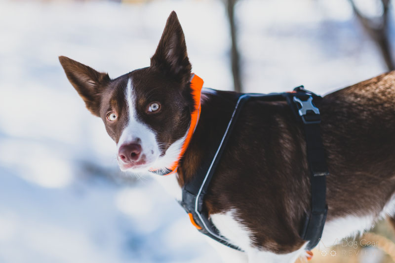 Non-stop Dogwear Line Harness 1.0 Review | Dog Gear Review