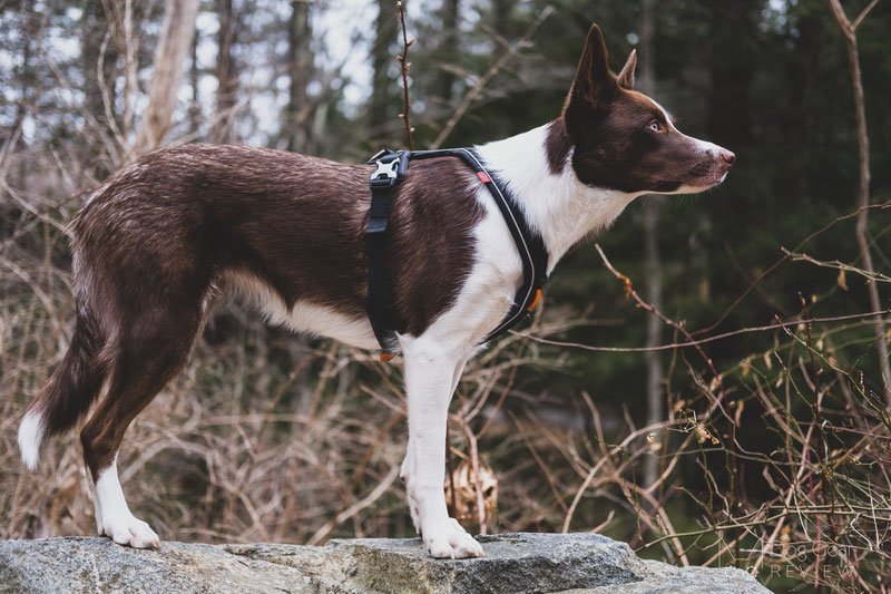 Non-stop Dogwear Line Harness 1.0 Review | Dog Gear Review