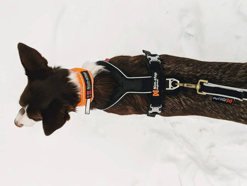 Halt dog harness sale