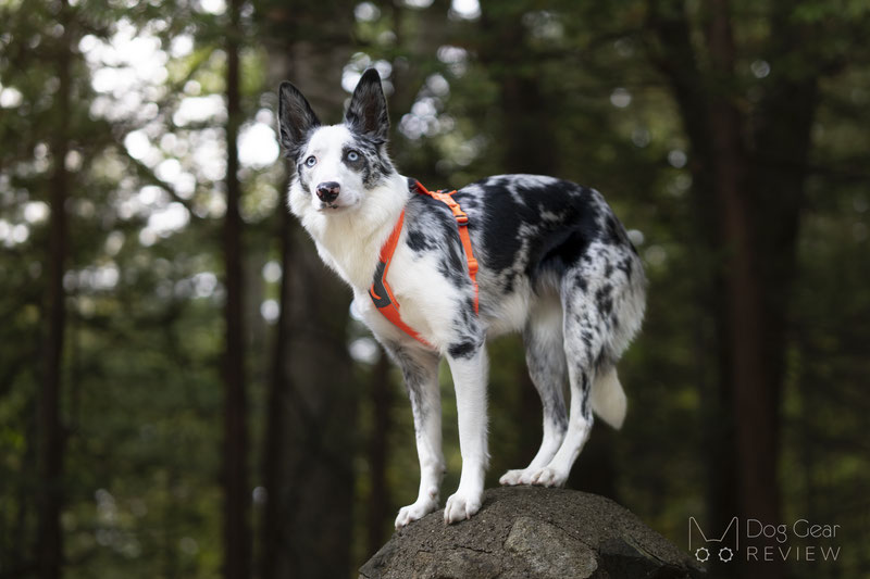 Non-stop Dogwear Line 5.0 Harness Review | Dog Gear Review