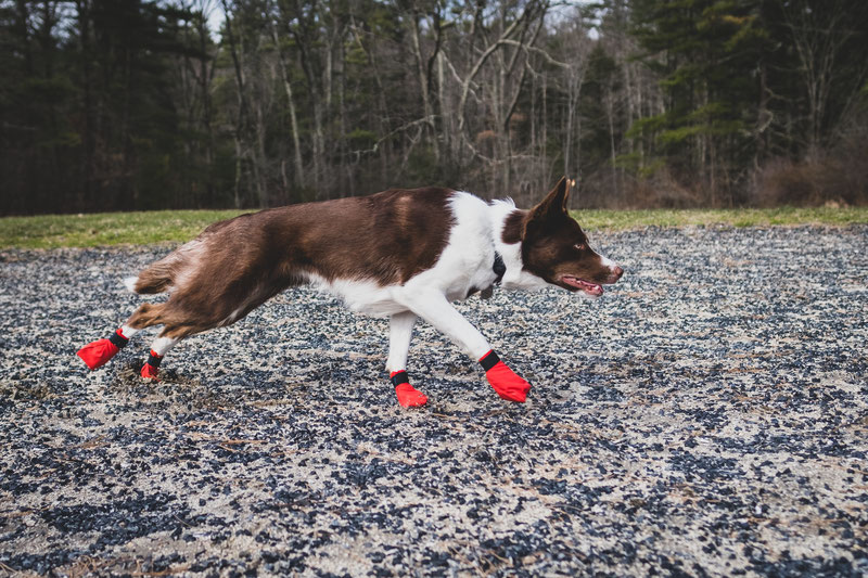 Non-stop dogwear Long Distance Booties, scarpe per cani