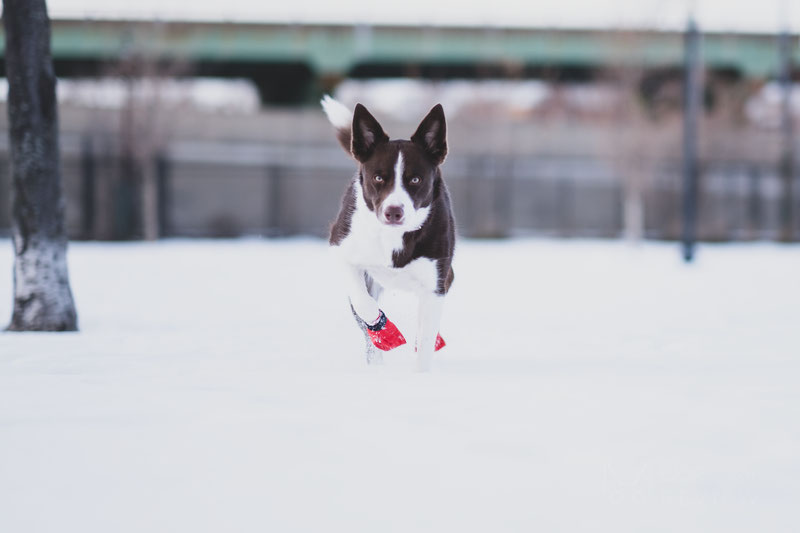 Non-stop dogwear Long Distance Booties, scarpe per cani