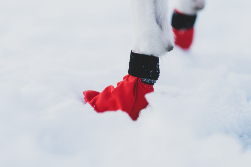 Non-stop dogwear Long Distance Booties, scarpe per cani