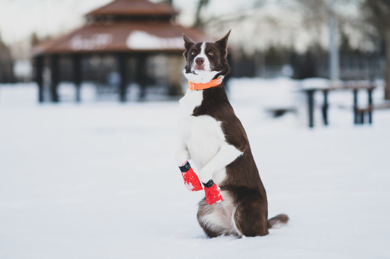 Non-stop dogwear Long Distance Booties, scarpe per cani