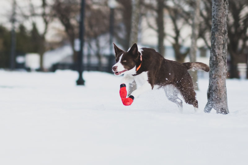 Non-stop dogwear Long Distance Booties, scarpe per cani