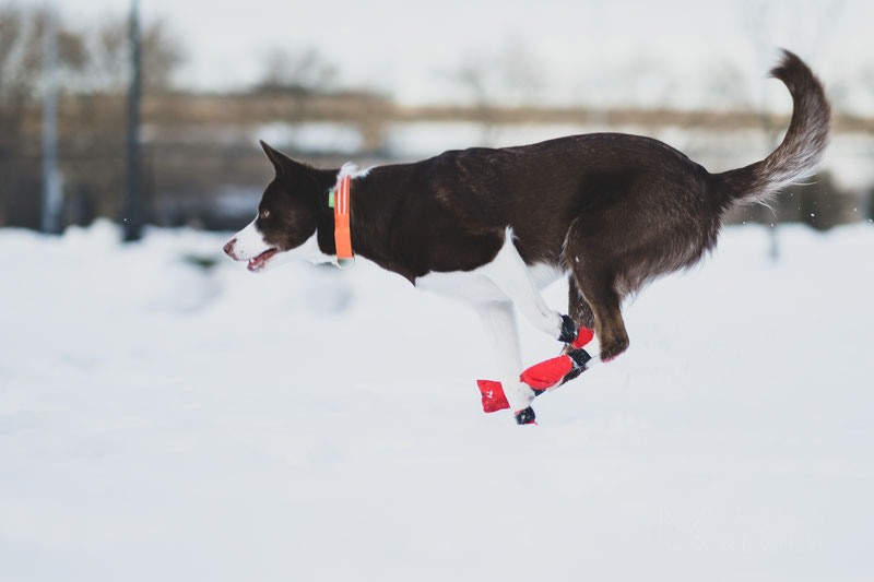 Non-stop Dogwear Long Distance Bootie Review | Dog Gear Review