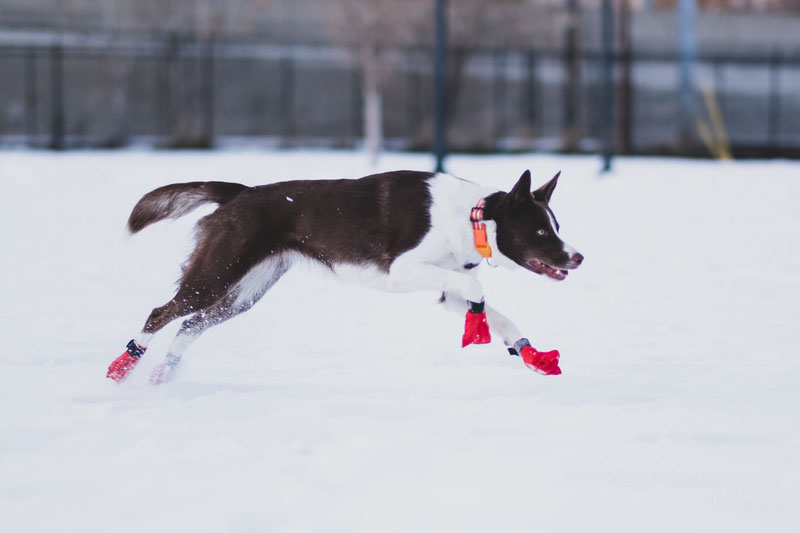 Non-stop Dogwear Long Distance Bootie Review | Dog Gear Review