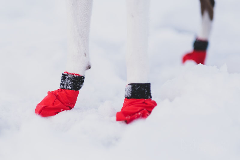 Non-stop dogwear Long Distance Booties, scarpe per cani