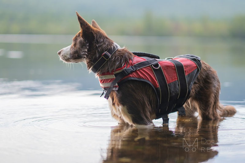 Non-stop Dogwear Polar Collar Review | Dog Gear Review