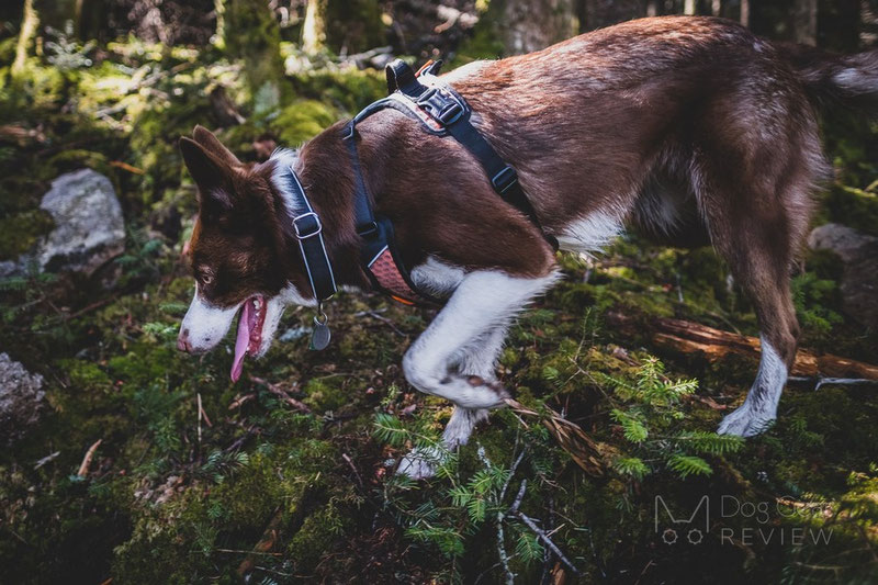 Non-stop Dogwear Polar Collar Review | Dog Gear Review