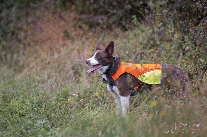 Non-stop Dogwear Protector Vest Review | Dog Gear Review