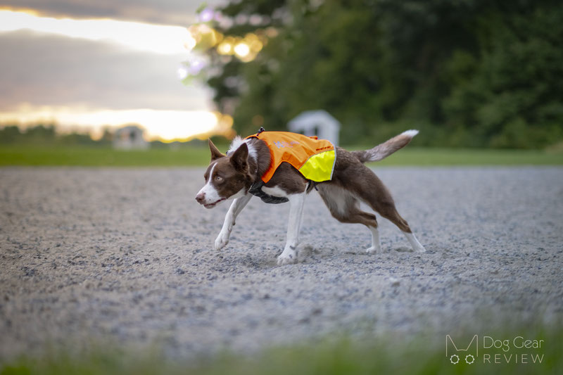 Non-stop Dogwear Protector Vest Review | Dog Gear Review
