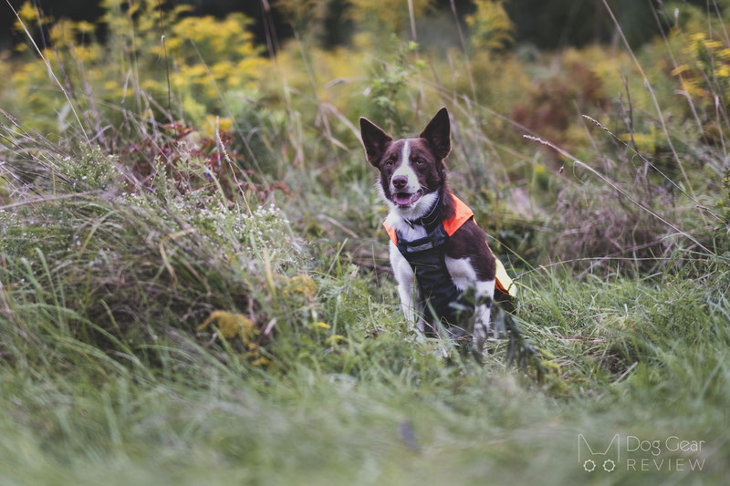 Non-stop Dogwear Protector Vest Review | Dog Gear Review