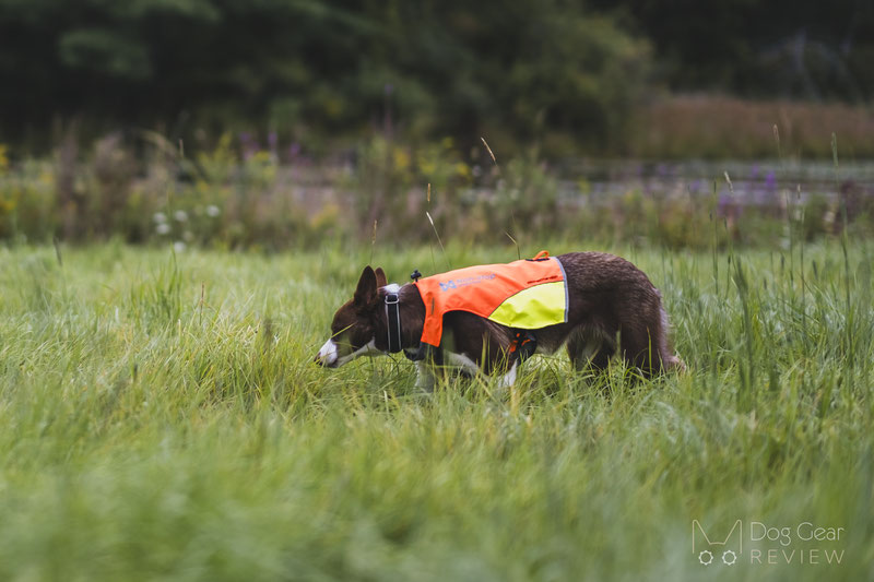 Non-stop Dogwear Protector Vest Review | Dog Gear Review
