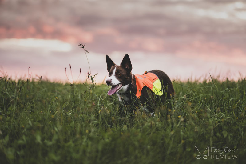 Non-stop Dogwear Protector Vest Review | Dog Gear Review