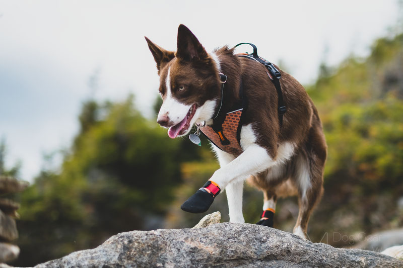 Non-stop Dogwear Protector Bootie Review | Dog Gear Review