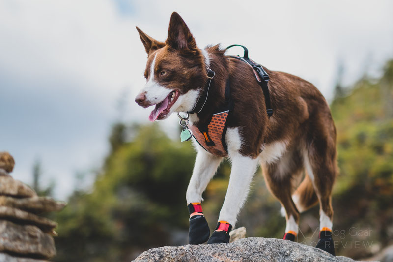 Non-stop Dogwear Protector Bootie Review | Dog Gear Review