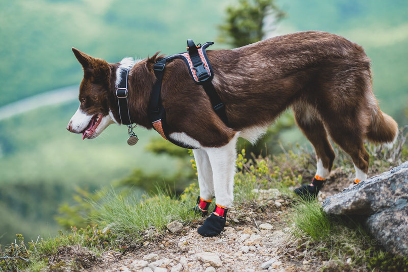 Non-stop Dogwear Protector Bootie Review | Dog Gear Review