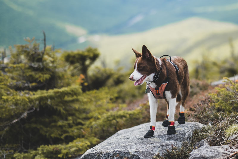 Non-stop Dogwear Protector Bootie Review | Dog Gear Review