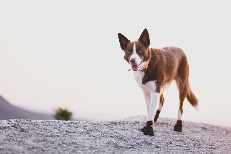 Non-stop Dogwear Protector Bootie Review | Dog Gear Review