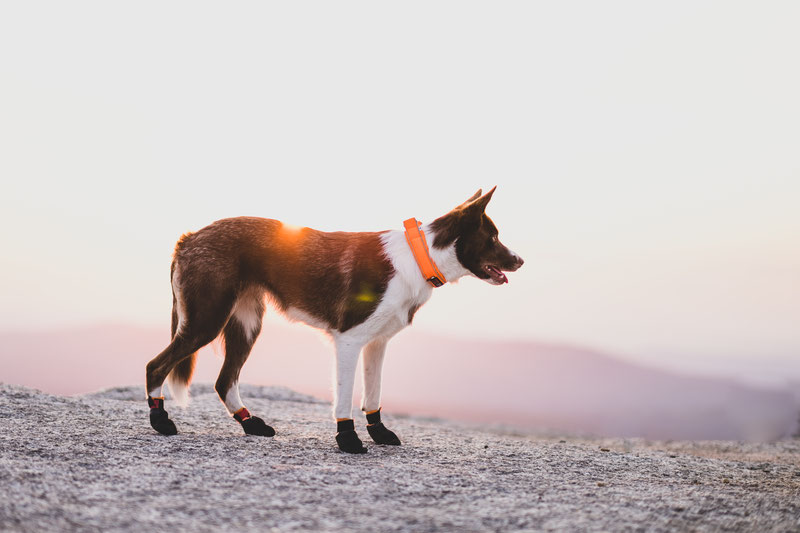 Dog Socks, Anti-slip Dog Socks, Dress Code