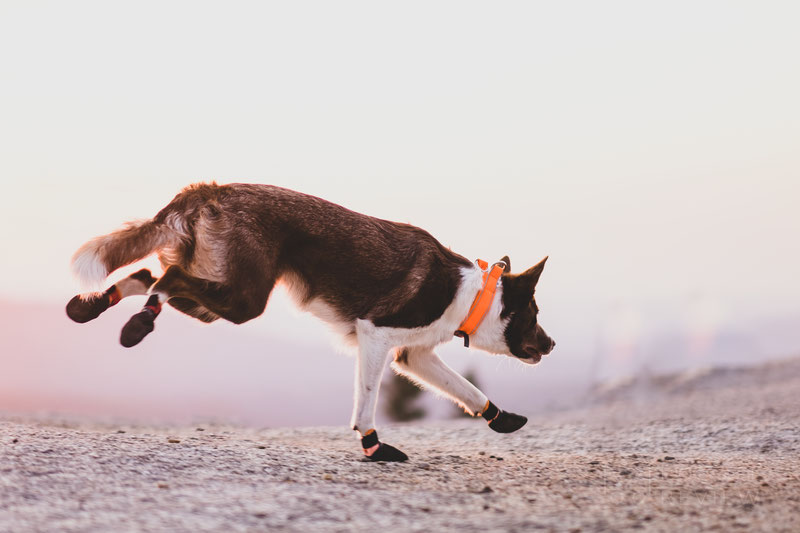 Non-stop Dogwear Protector Bootie Review | Dog Gear Review