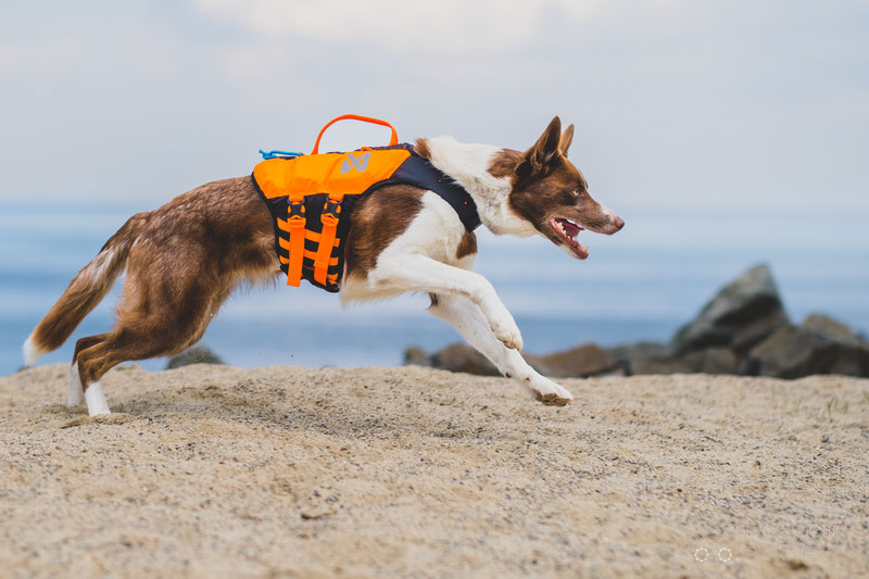 Non-stop Dogwear Protector Life Jacket Review | Dog Gear Review