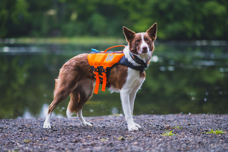 Non-stop Dogwear Protector Life Jacket Review | Dog Gear Review