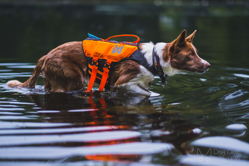 Non-stop Dogwear Protector Life Jacket Review | Dog Gear Review