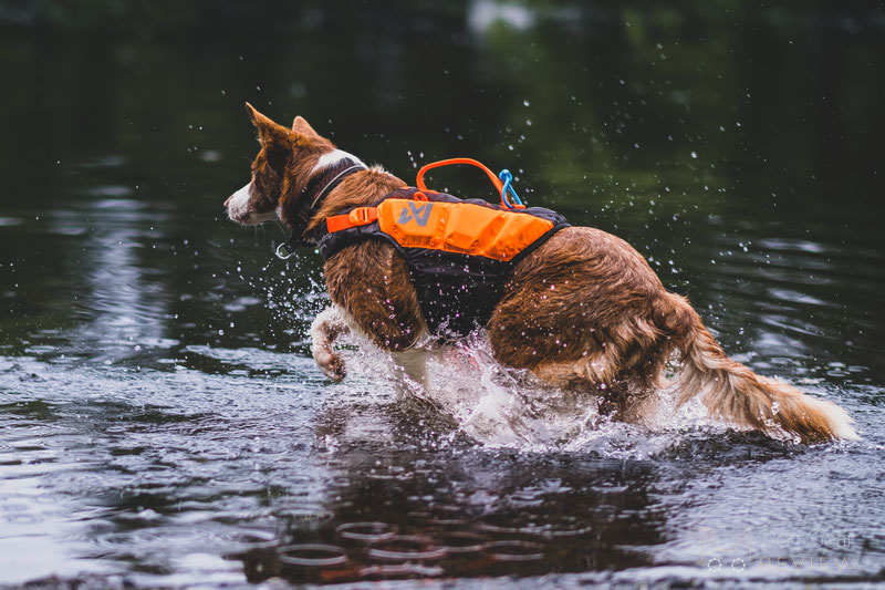 Non-stop Dogwear Protector Life Jacket Review | Dog Gear Review