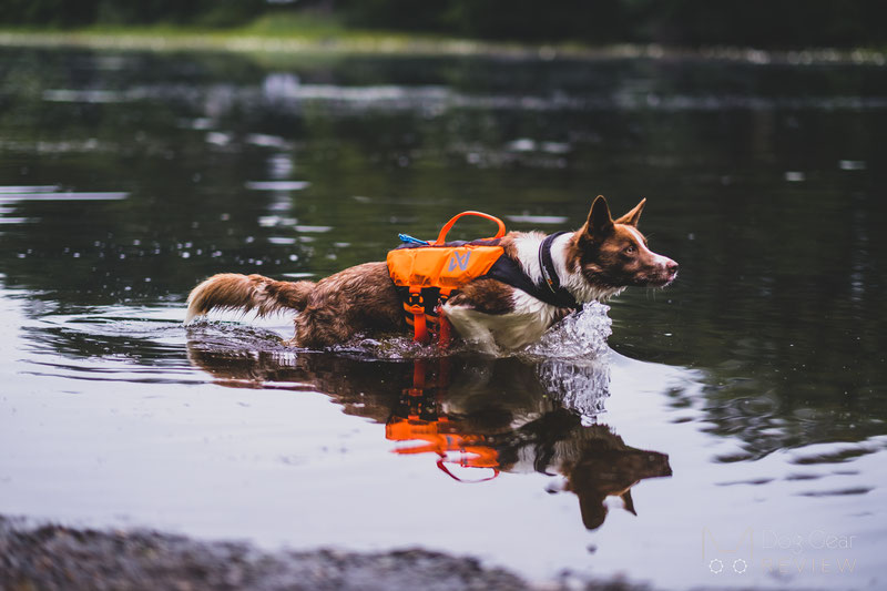 Non-stop Dogwear Protector Life Jacket Review | Dog Gear Review