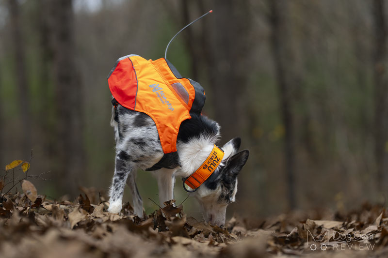Non-stop Dogwear Protector Vest GPS Review | Dog Gear Review
