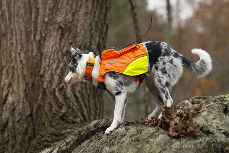 Non-stop Dogwear Protector Vest GPS Review | Dog Gear Review