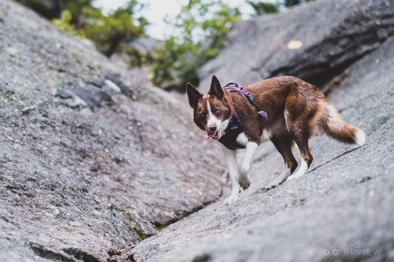 Non-stop Dogwear Ramble Harness Review | Dog Gear Review