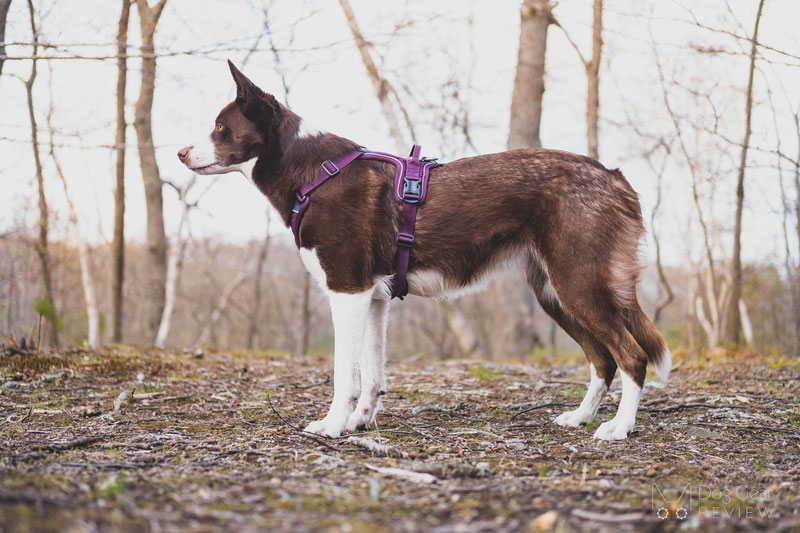 Non-stop Dogwear Ramble Harness Review | Dog Gear Review