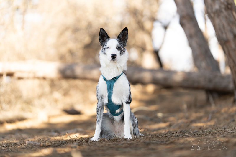 Non-stop Dogwear Ramble Harness Long Review | Dog Gear Review