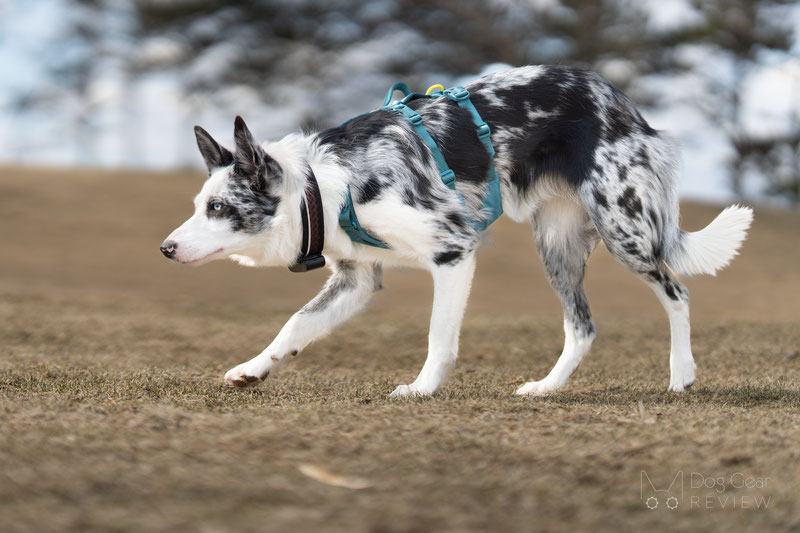 Non-stop Dogwear Ramble Harness Long Review | Dog Gear Review