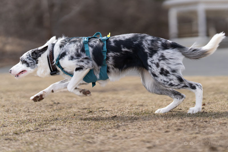 Non-stop Dogwear Ramble Harness Long Review | Dog Gear Review