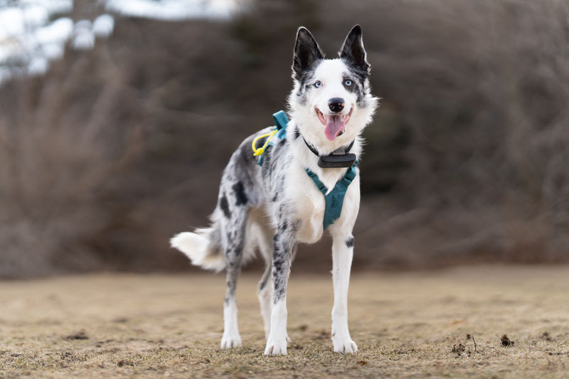 Non-stop Dogwear Ramble Harness Long Review | Dog Gear Review