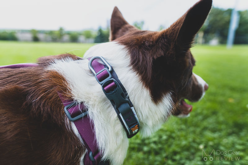 Non-stop Dogwear Roam Collar Review | Dog Gear Review