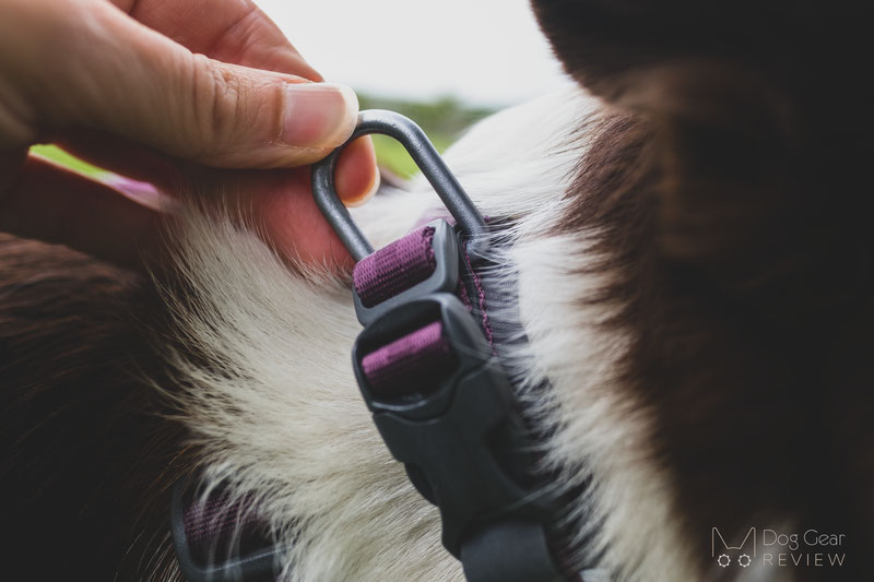 Non-stop Dogwear Roam Collar Review | Dog Gear Review