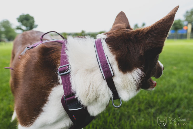 Non-stop Dogwear Roam Collar Review | Dog Gear Review