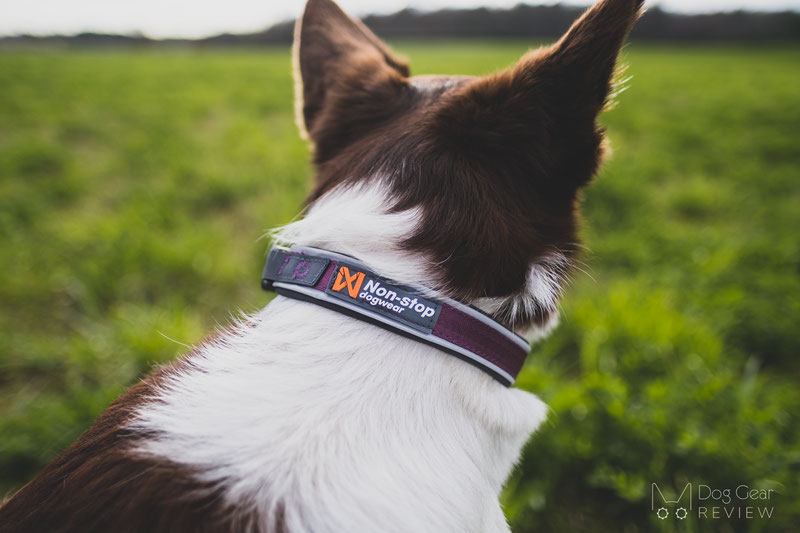 Non-stop Dogwear Roam Collar Review | Dog Gear Review