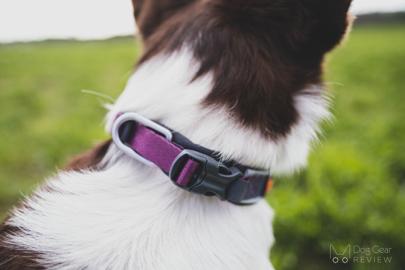 Non-stop Dogwear Roam Collar Review | Dog Gear Review