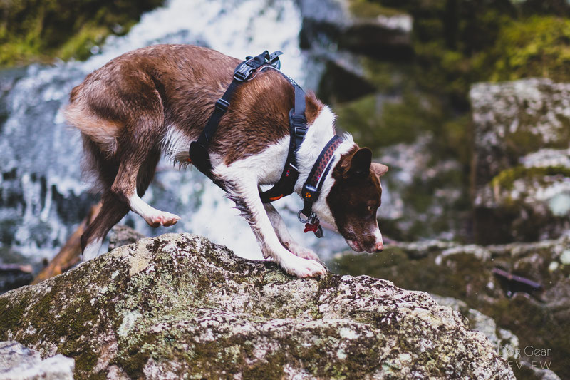 Non-stop Dogwear Rock Harness Review | Dog Gear Review