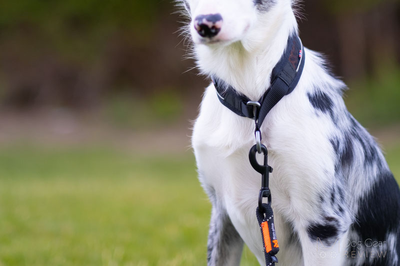 Non-stop Dogwear Rock Adjustable Leash Review | Dog Gear Review