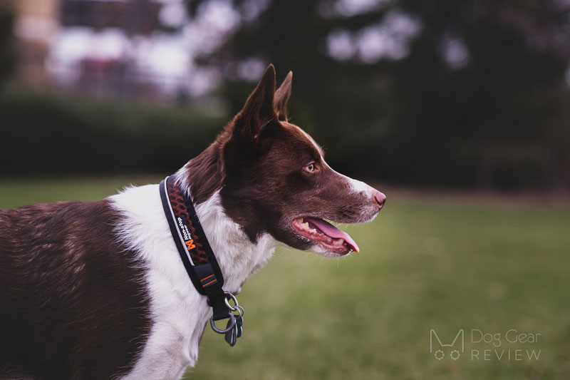 Non-stop Dogwear Rock Collar & Move Leash Review | Dog Gear Review